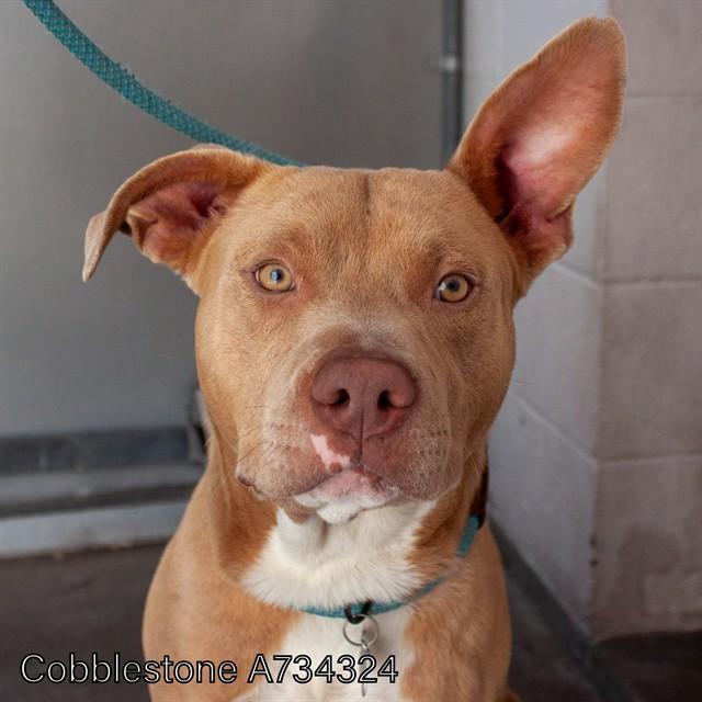 COBBLESTONE, Adoptable, Young Male Pit Bull Terrier.