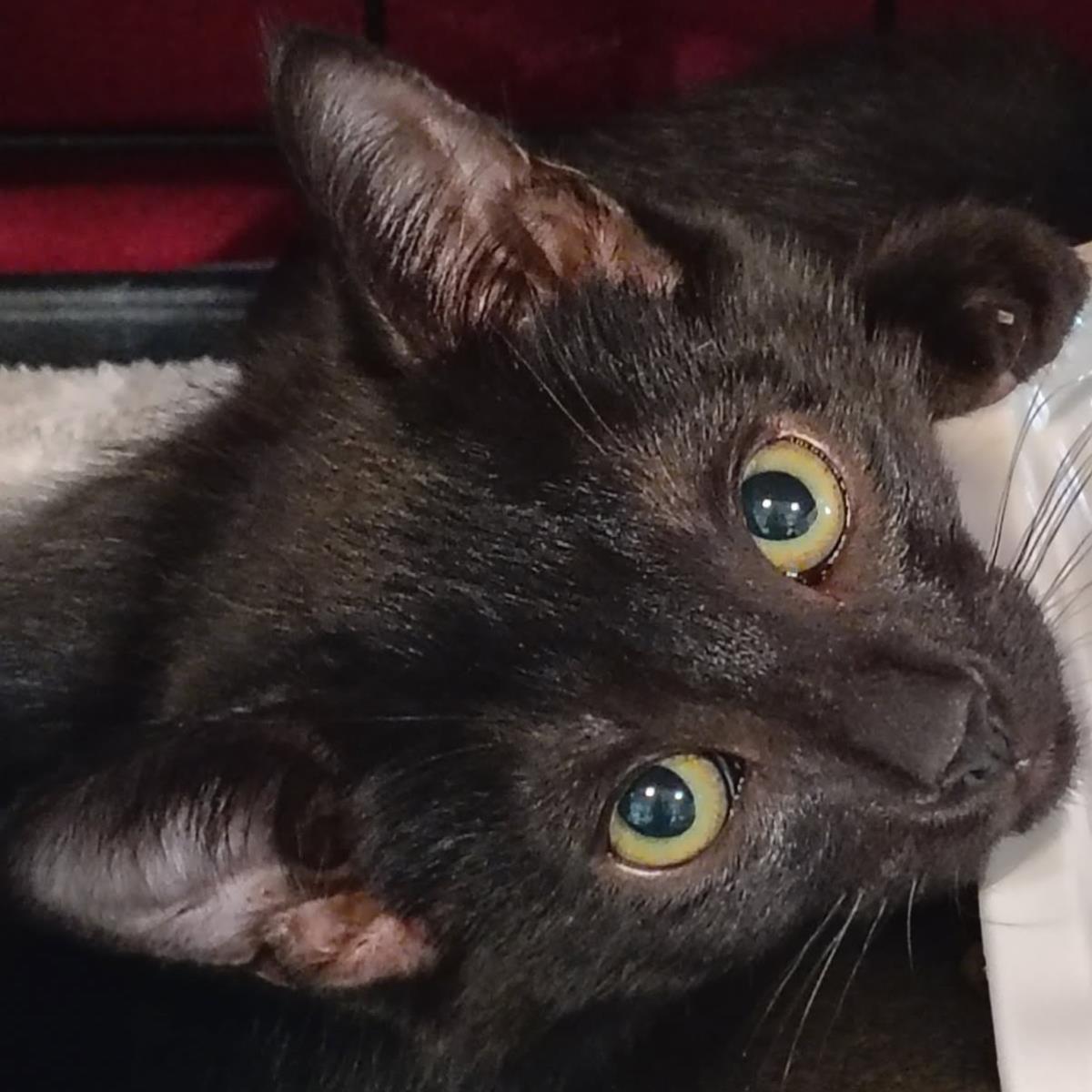 Enlarge Black Elm, a Adoptable mixed breed in Lincoln, CA image 1/1
