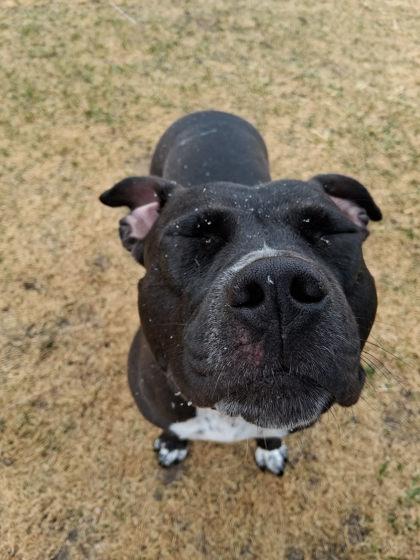Kai, Adoptable, Adult Female Pit Bull Terrier & Mixed Breed.