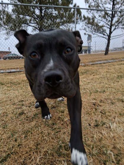 Enlarge Kai, a Adoptable mixed breed in Scottsbluff, NE image 2/3