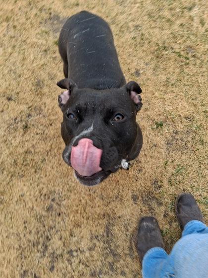 Enlarge Kai, a Adoptable mixed breed in Scottsbluff, NE image 3/3