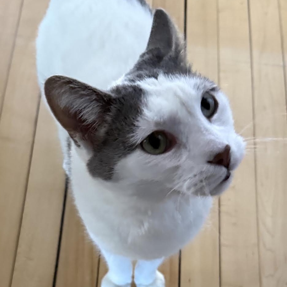 Enlarge Herbie, a Adoptable Domestic Short Hair in Plymouth, MN image 2/3