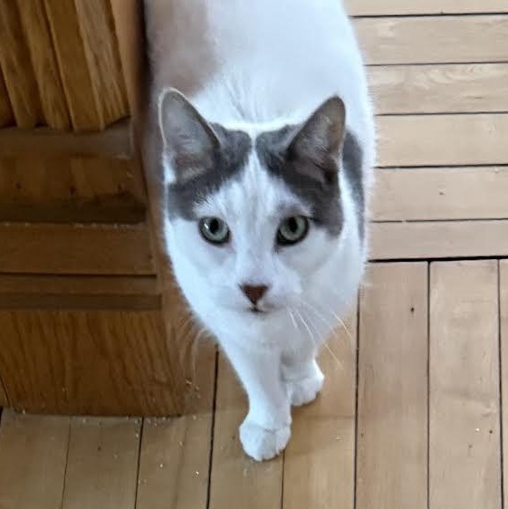 Herbie, Adoptable, Adult Male Domestic Short Hair.