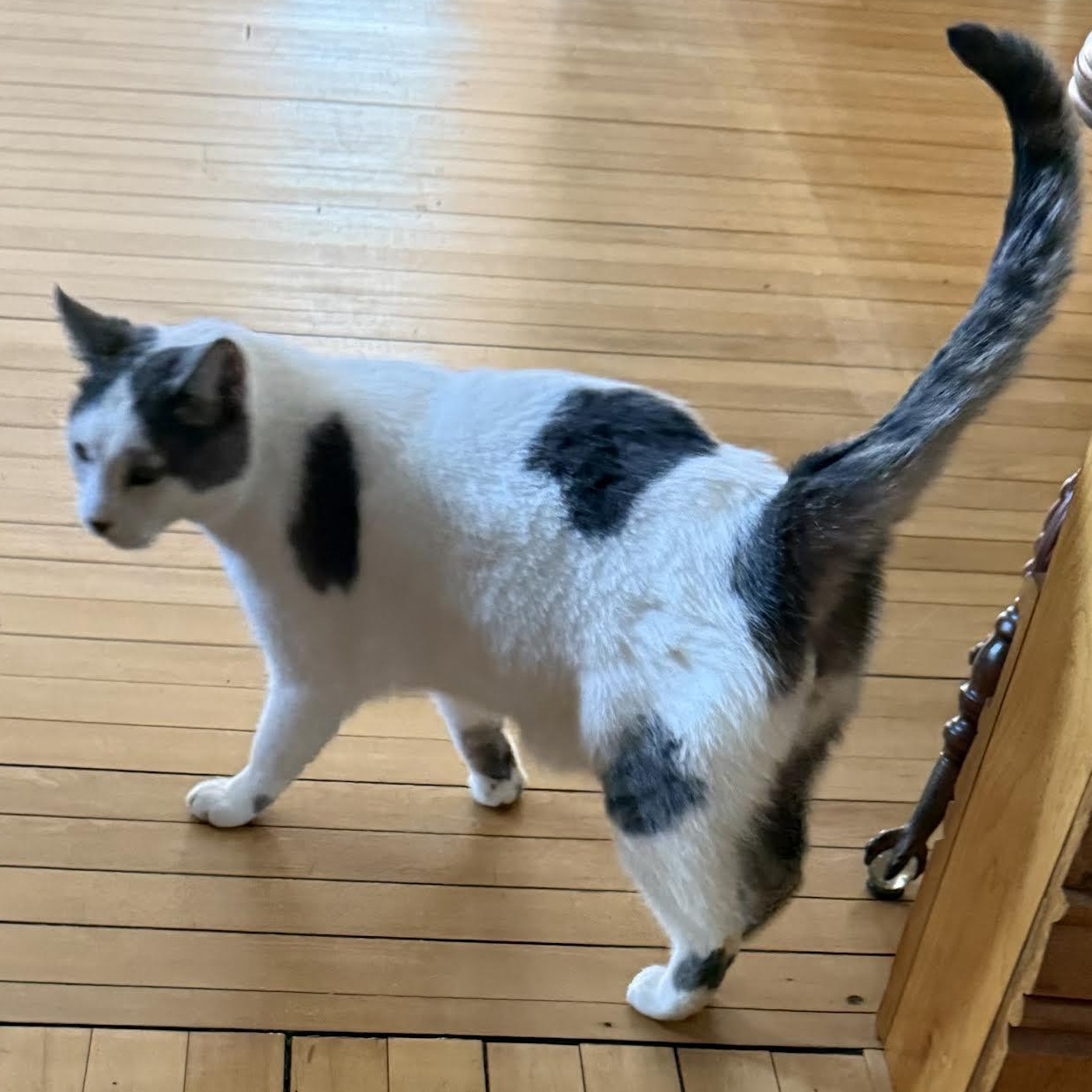 Enlarge Herbie, a Adoptable Domestic Short Hair in Plymouth, MN image 3/3