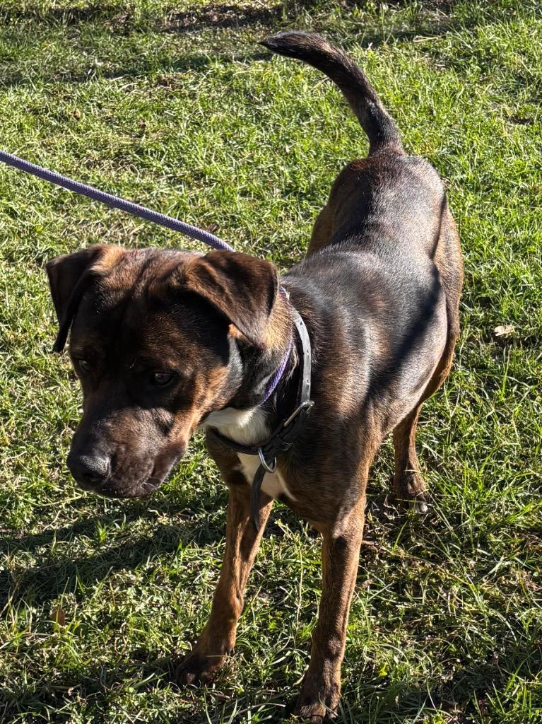 Enlarge Klaus, a Adoptable Pit Bull Terrier in Swainsboro, GA image 1/5