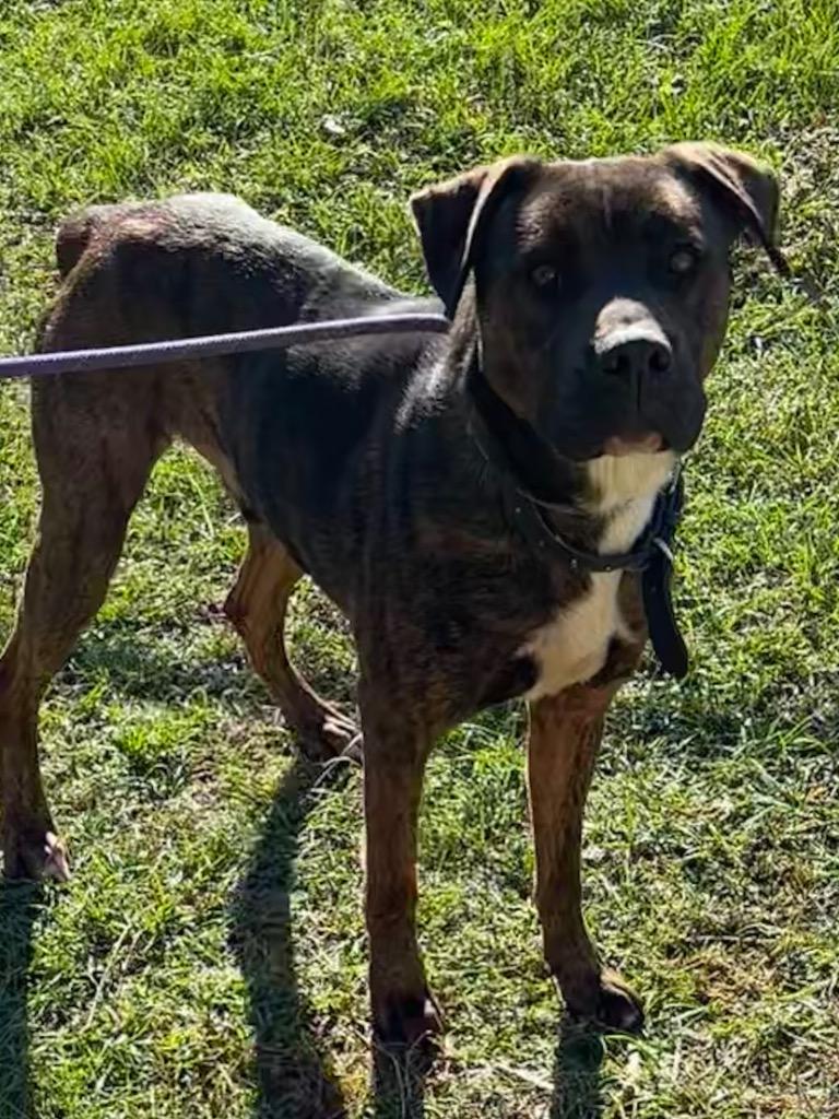 Enlarge Klaus, a Adoptable Pit Bull Terrier in Swainsboro, GA image 2/5