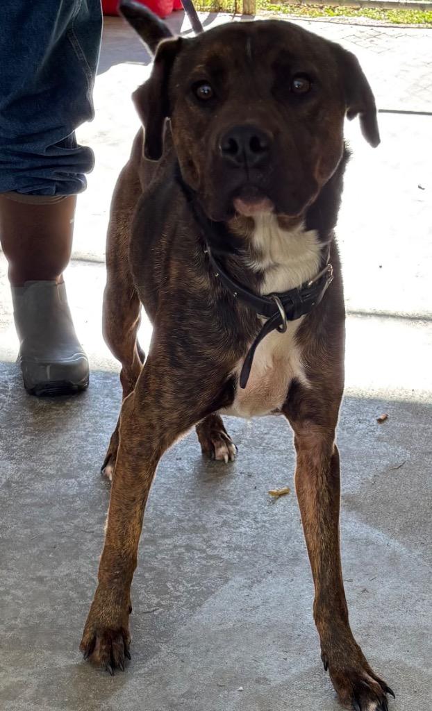 Enlarge Klaus, a Adoptable Pit Bull Terrier in Swainsboro, GA image 3/5