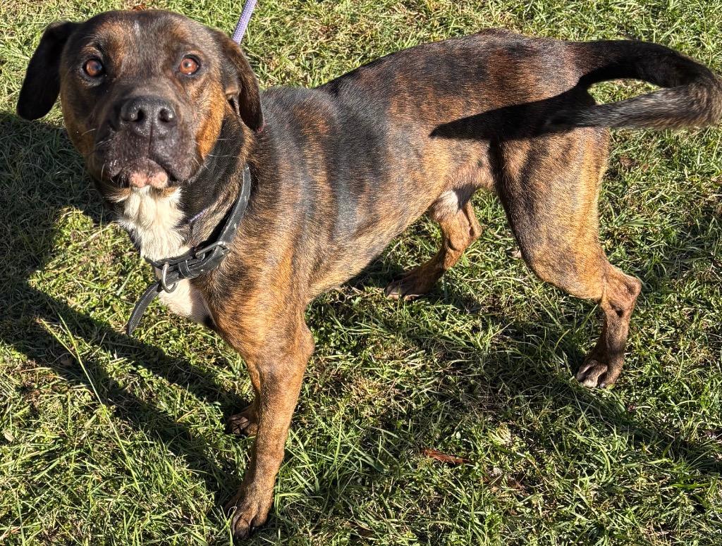 Enlarge Klaus, a Adoptable Pit Bull Terrier in Swainsboro, GA image 5/5