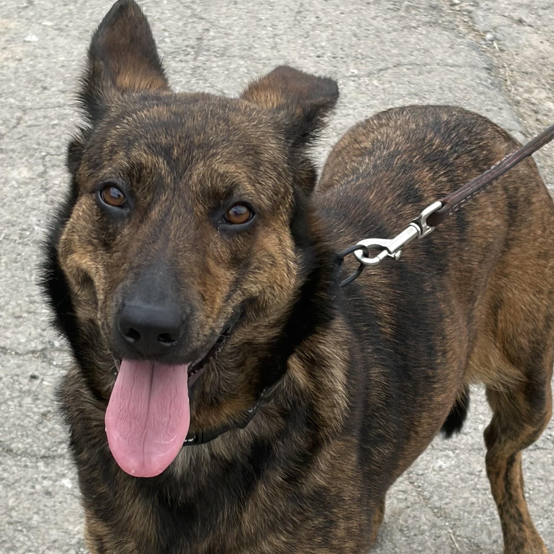 Sheba, adoptable, Adult Female Belgian Shepherd / Malinois.