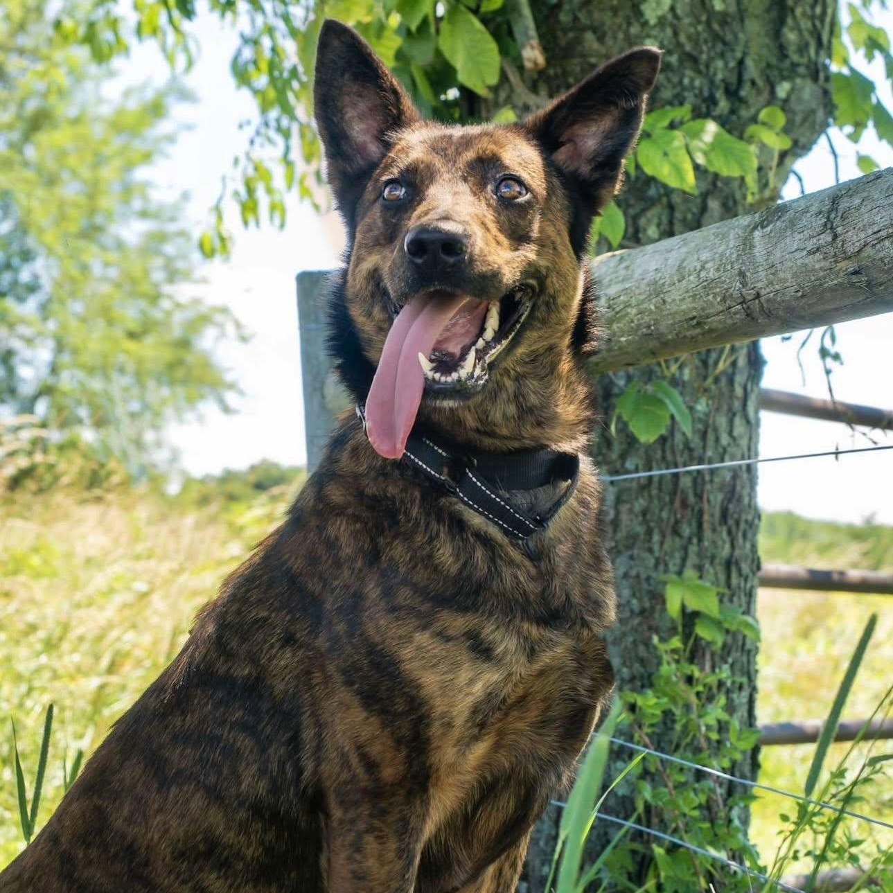 Enlarge Sheba, an adoptable mixed breed in Washington, PA image 6/6