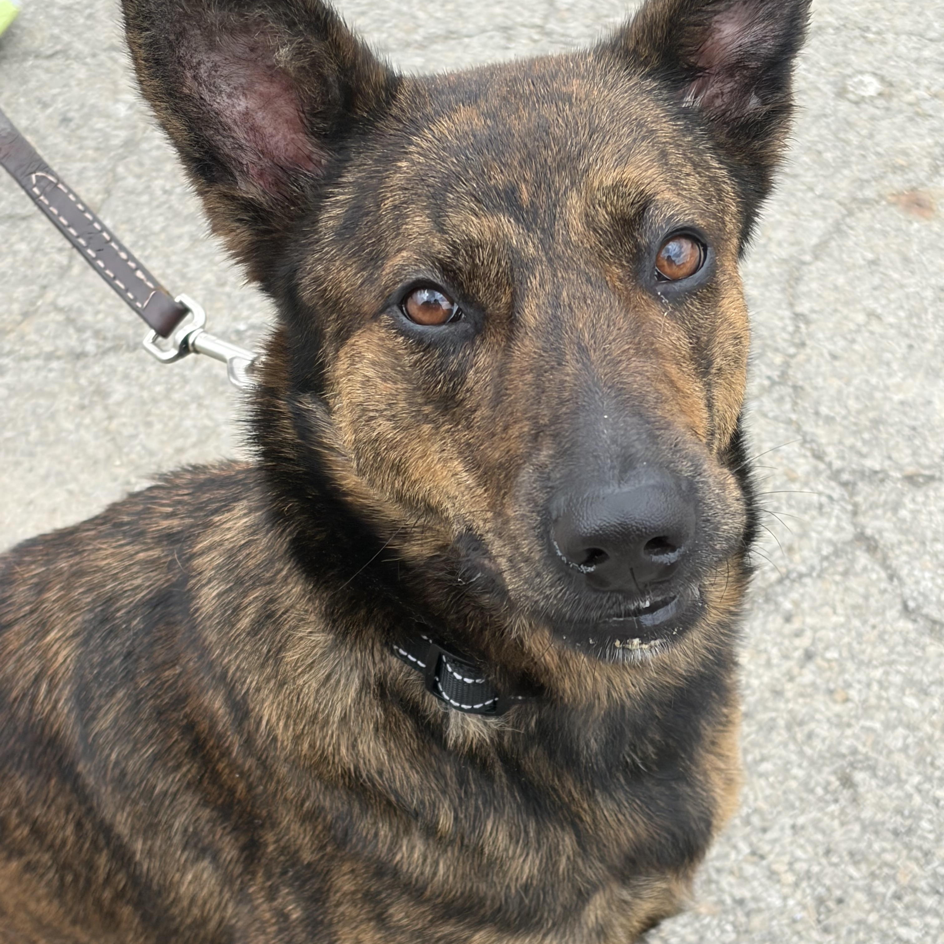 Enlarge Sheba, an adoptable mixed breed in Washington, PA image 4/6