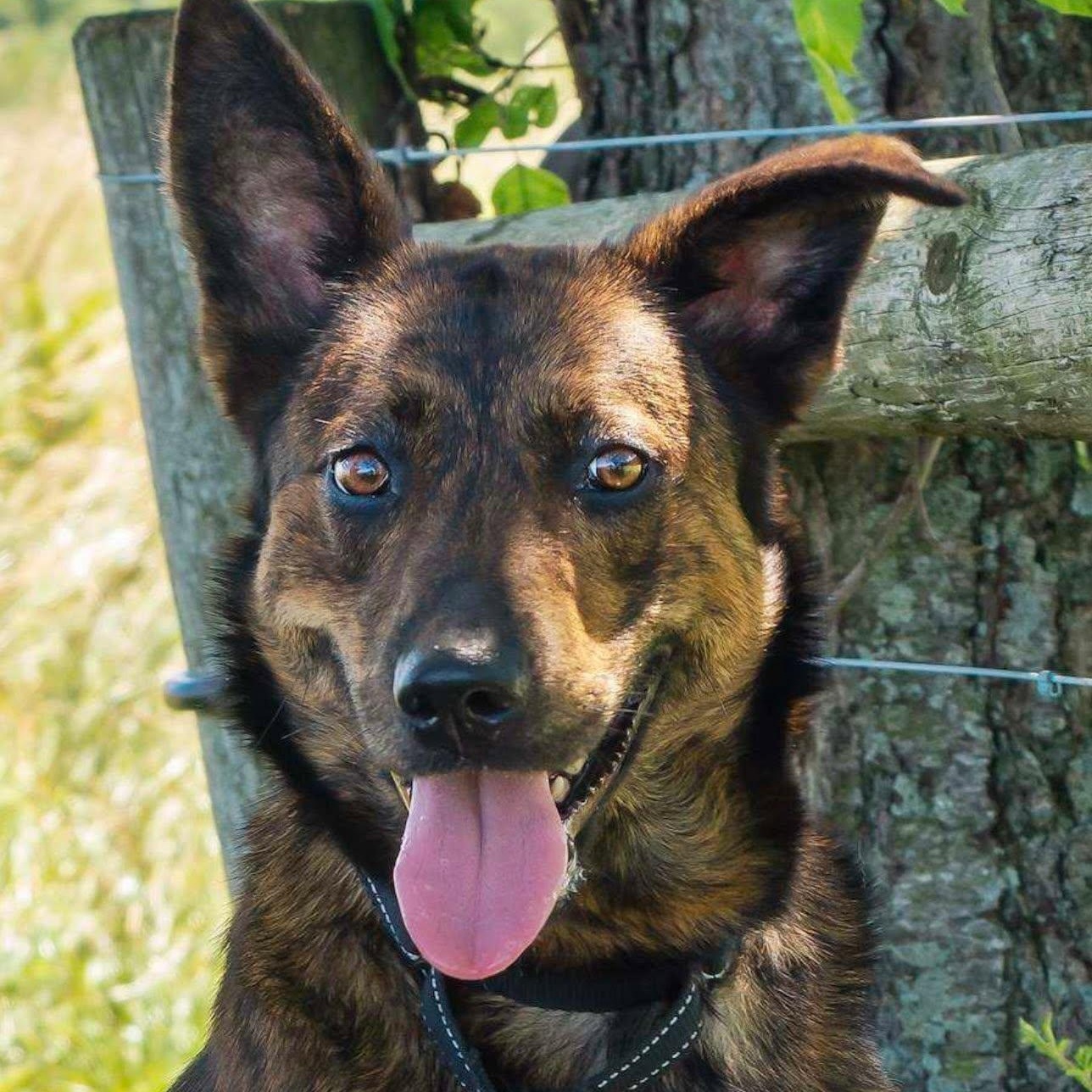 Enlarge Sheba, an adoptable mixed breed in Washington, PA image 1/6