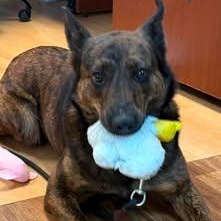 Sheba, an adoptable mixed breed in Washington, PA image 6/6
