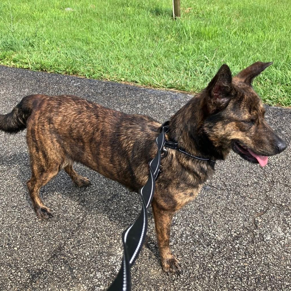 Enlarge Sheba, an adoptable mixed breed in Washington, PA image 5/6