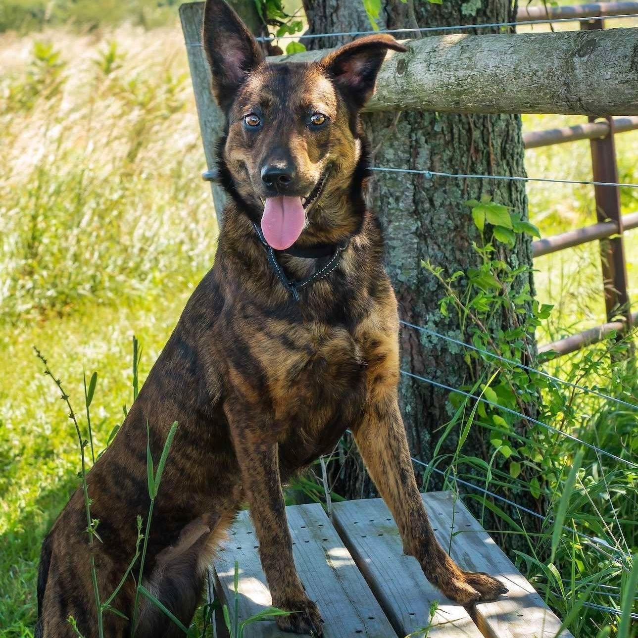 Enlarge Sheba, an adoptable mixed breed in Washington, PA image 2/6