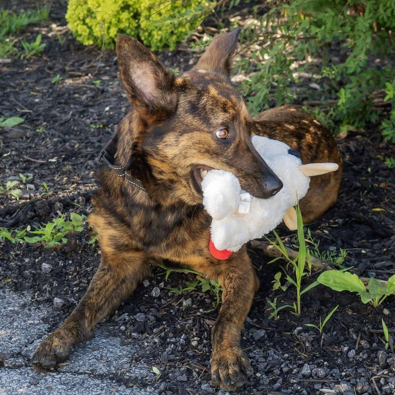 Enlarge Sheba, an adoptable mixed breed in Washington, PA image 3/6