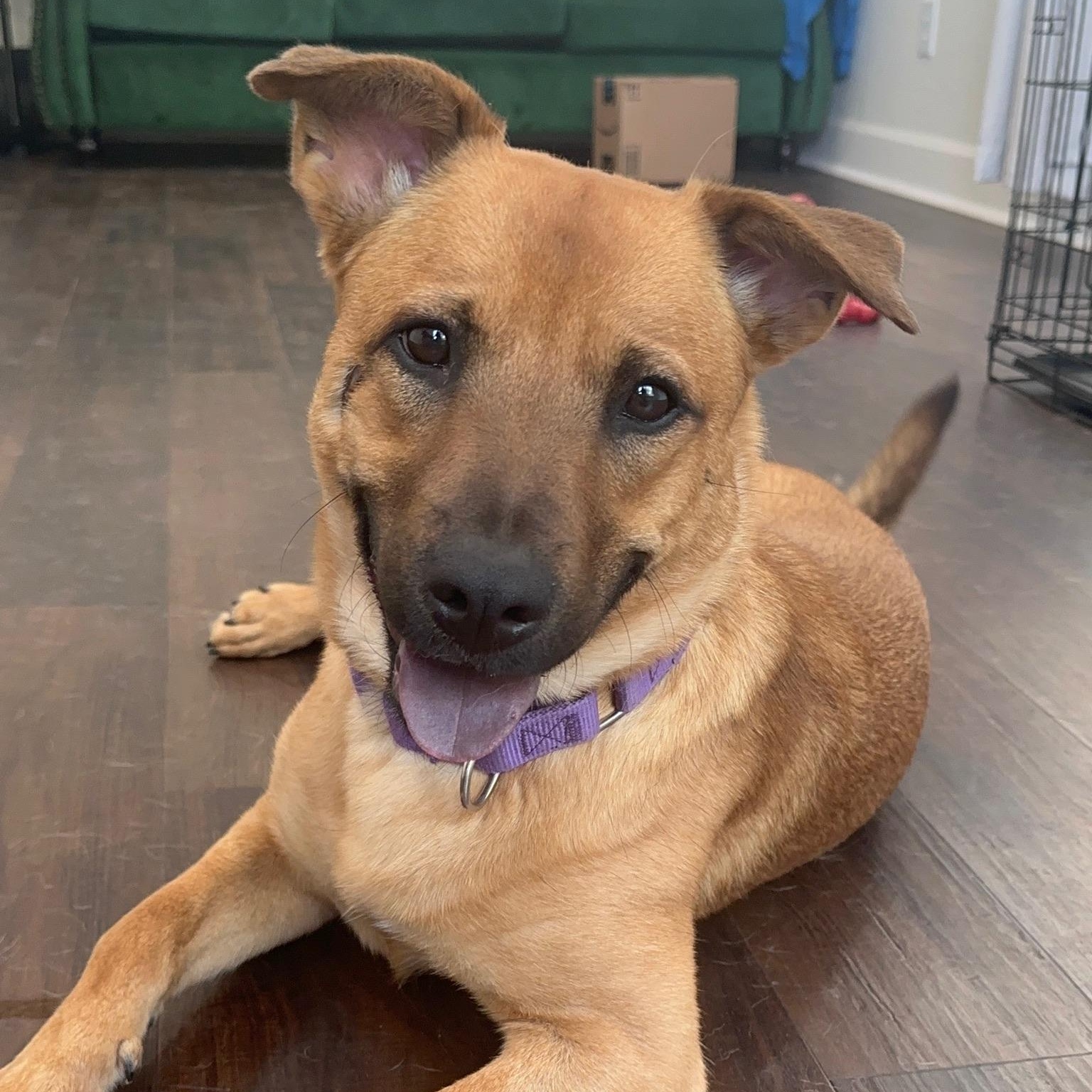 Iris, Adoptable, Adult Female Shepherd & Black Mouth Cur.