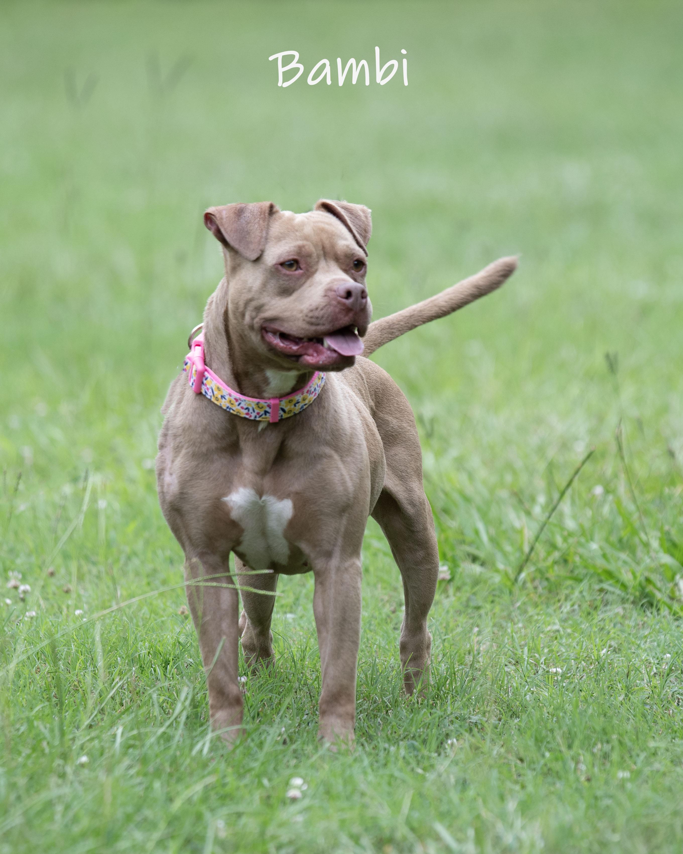 Bambi, an adoptable mixed breed in Bishop, GA image 2/6