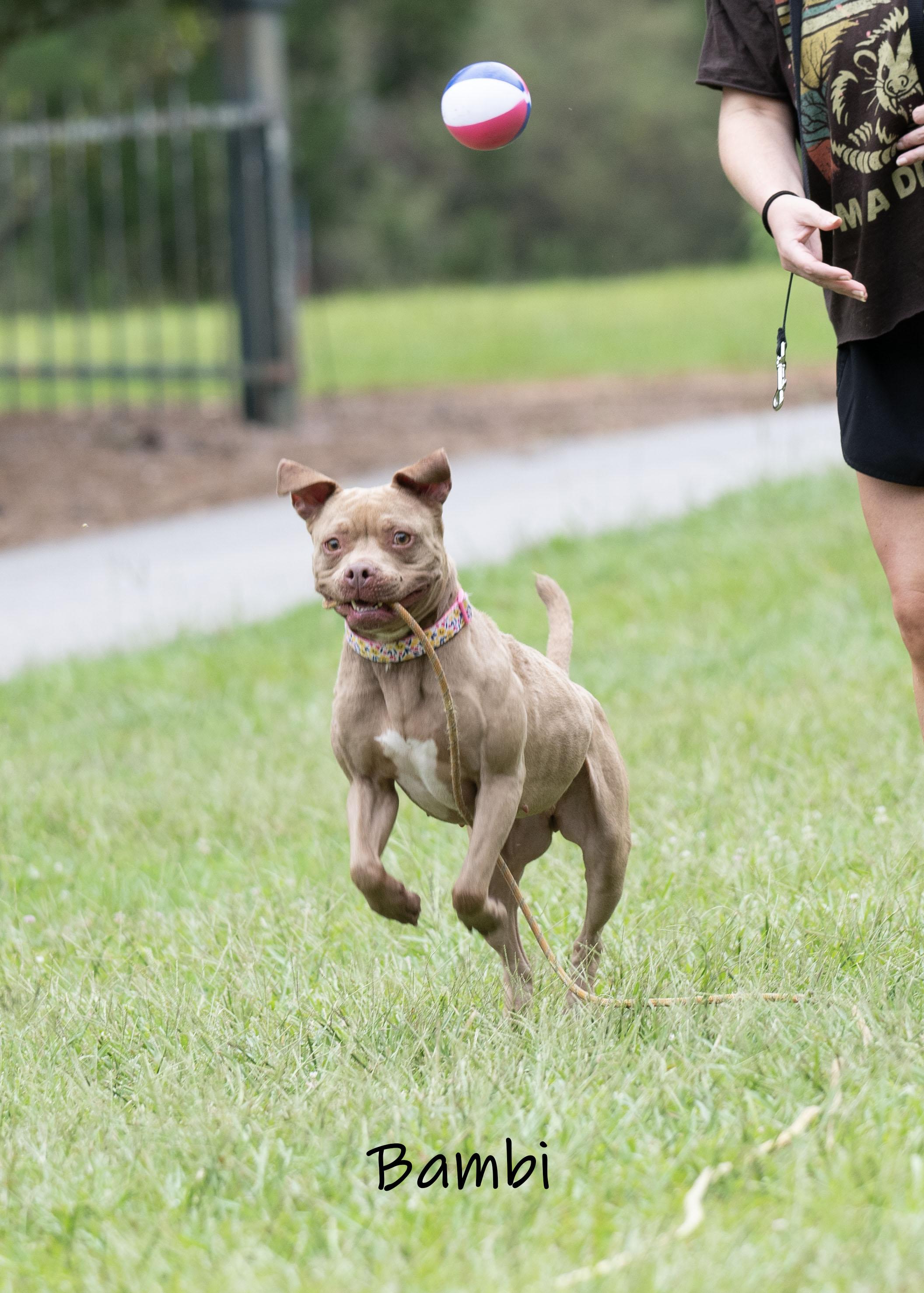 Bambi, an adoptable mixed breed in Bishop, GA image 3/6