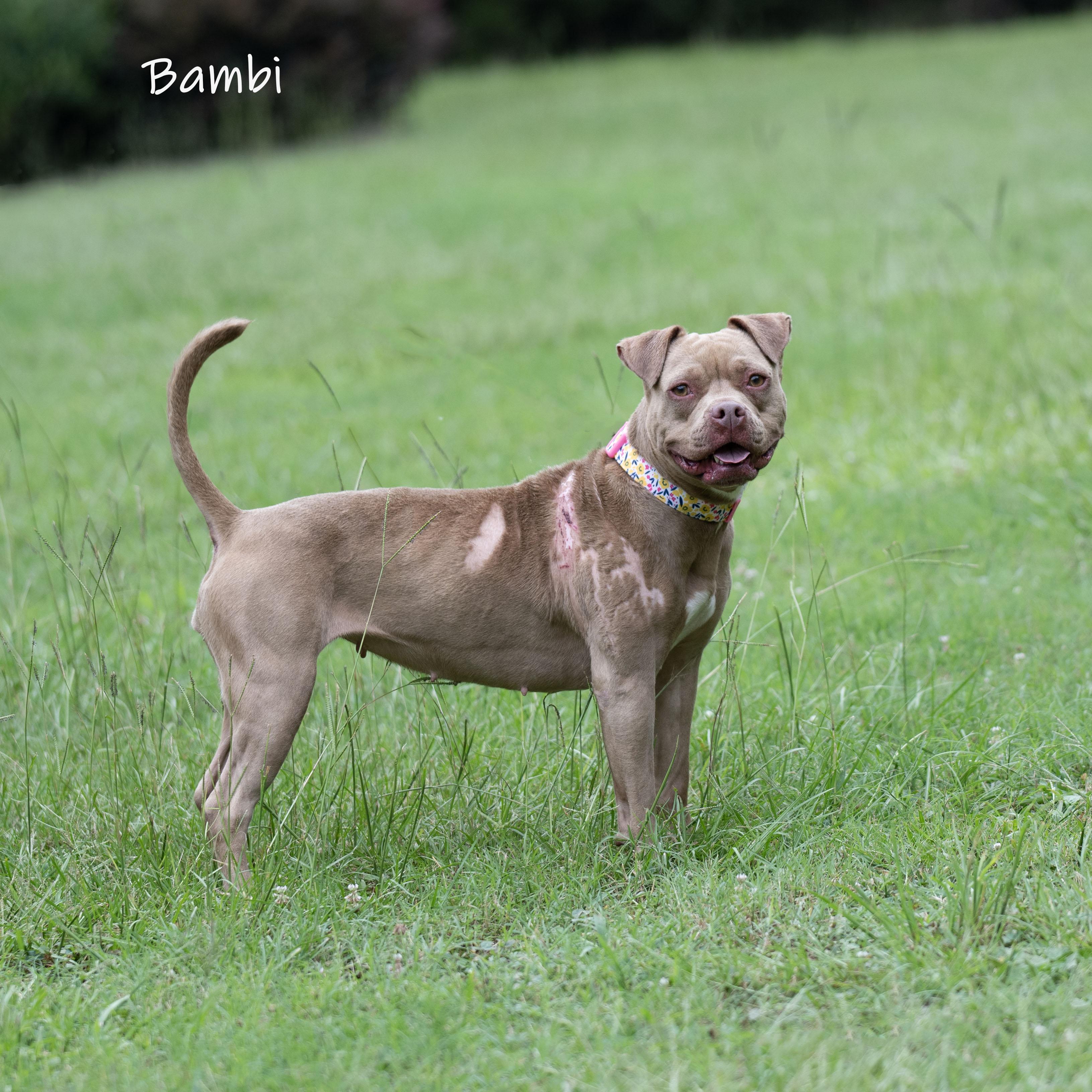 Bambi, an adoptable mixed breed in Bishop, GA image 4/6