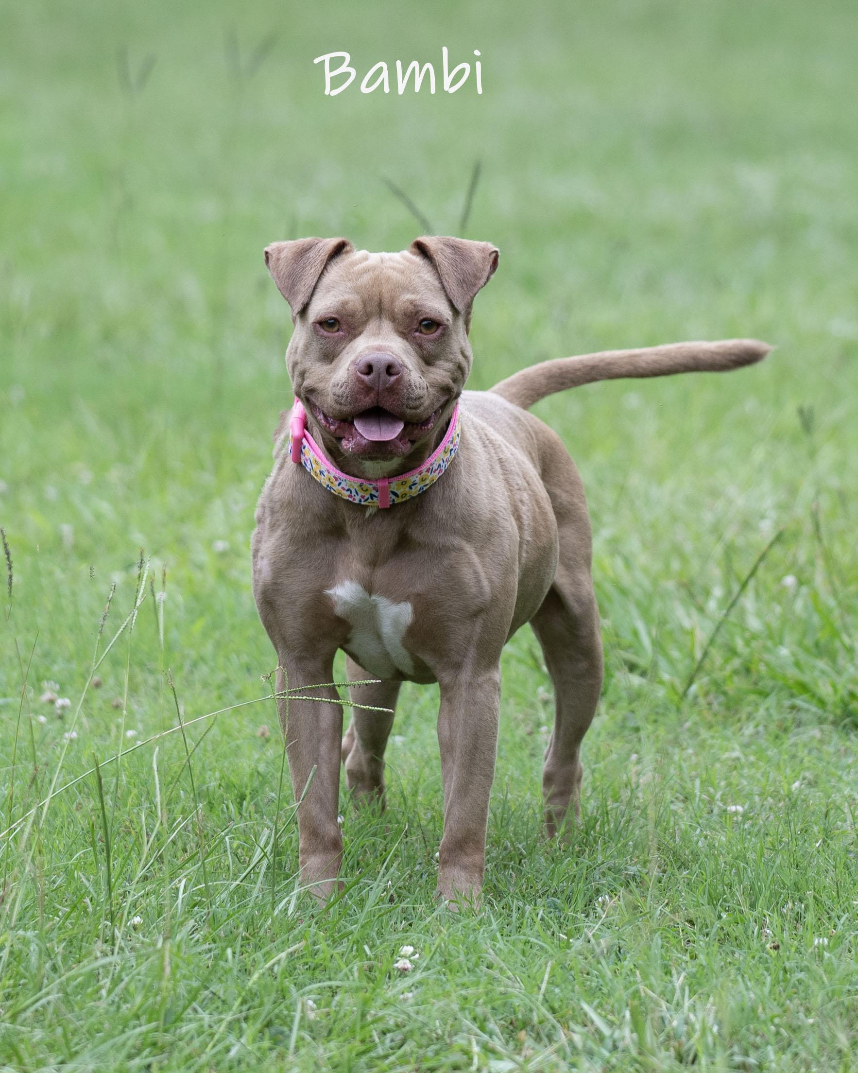 Bambi, adoptable, Adult Female Terrier.