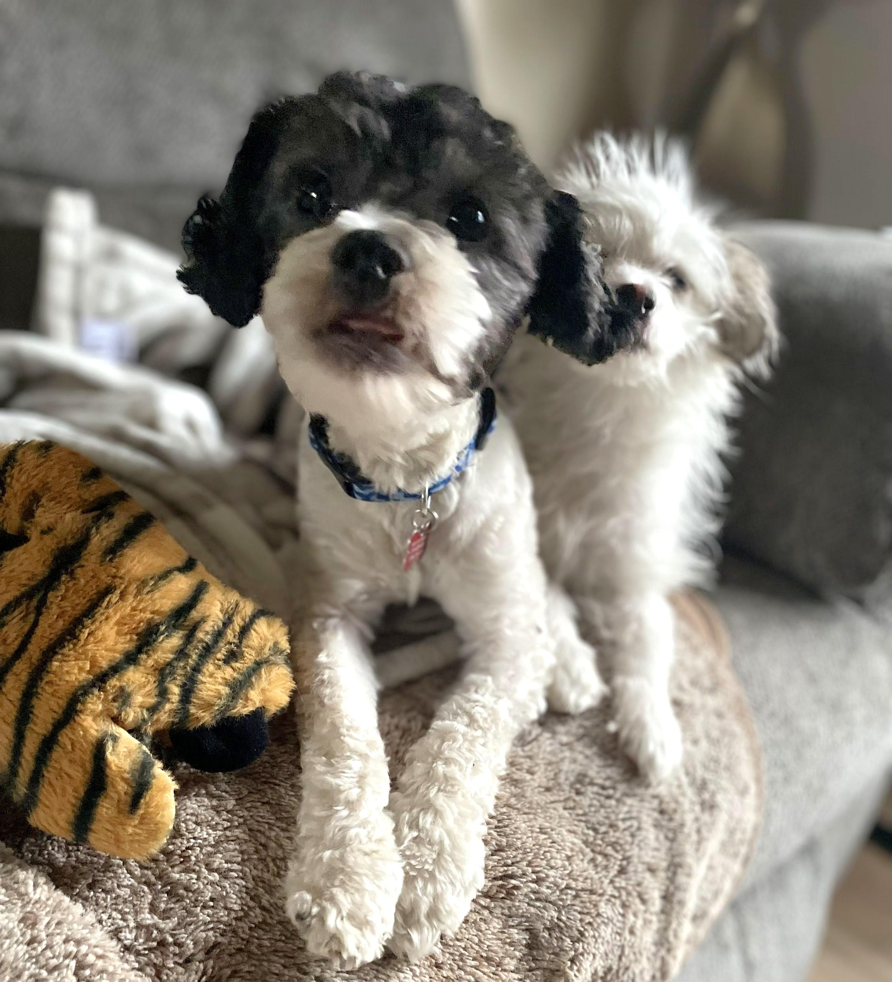 Enlarge Edison & Piper, a ADOPTABLE mixed breed in Lisbon, IA image 5/6