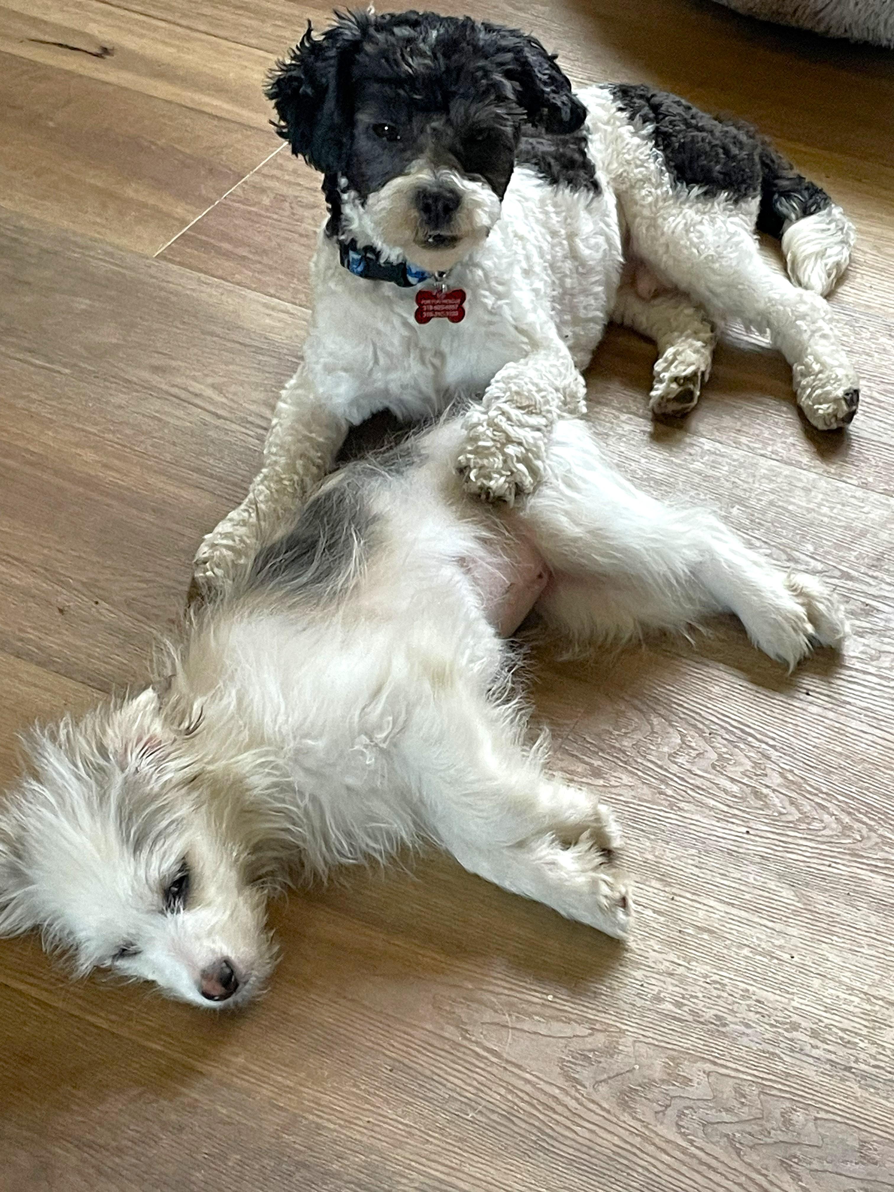 Enlarge Edison & Piper, a ADOPTABLE mixed breed in Lisbon, IA image 3/6