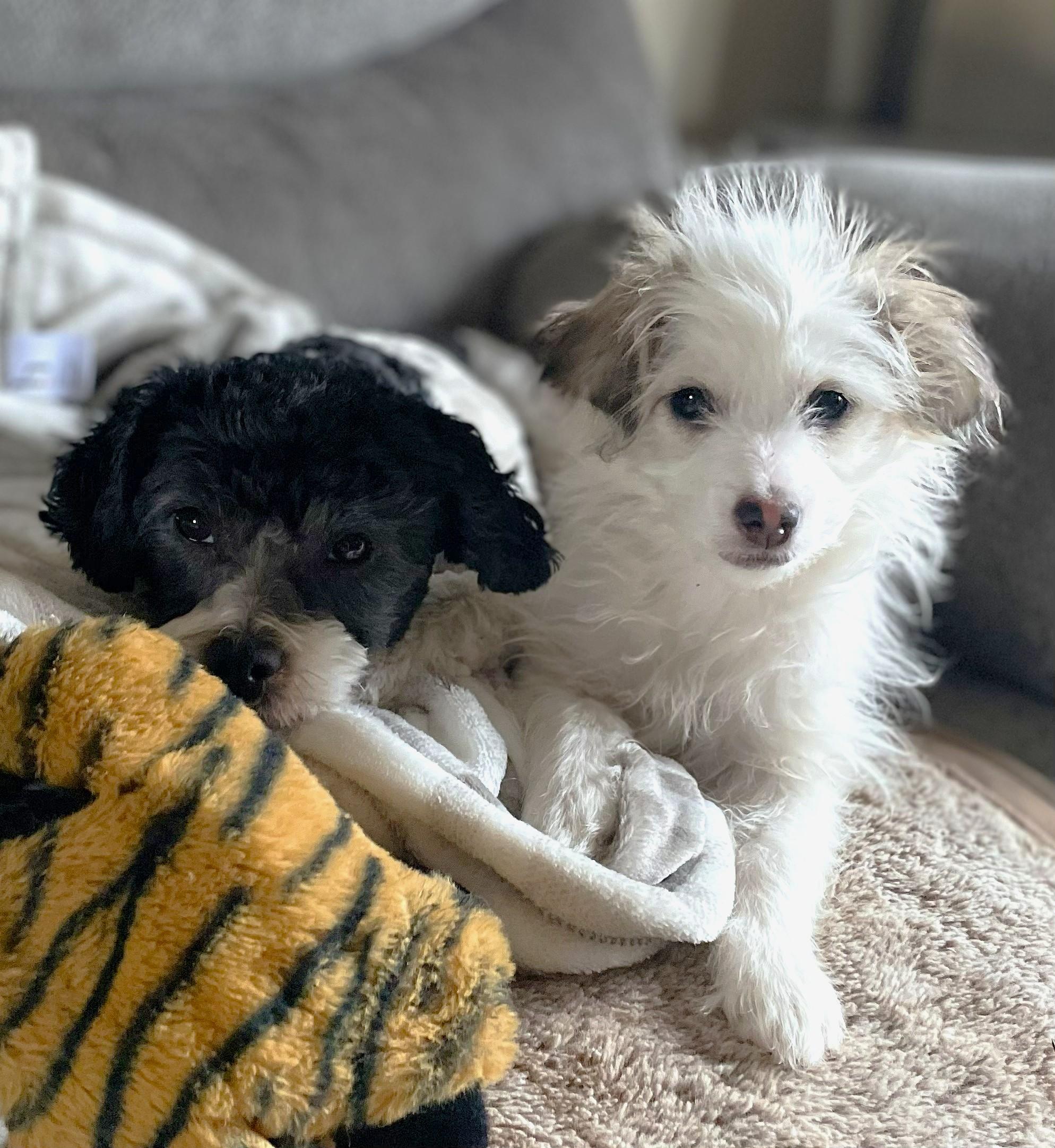 Enlarge Edison & Piper, a ADOPTABLE mixed breed in Lisbon, IA image 4/6