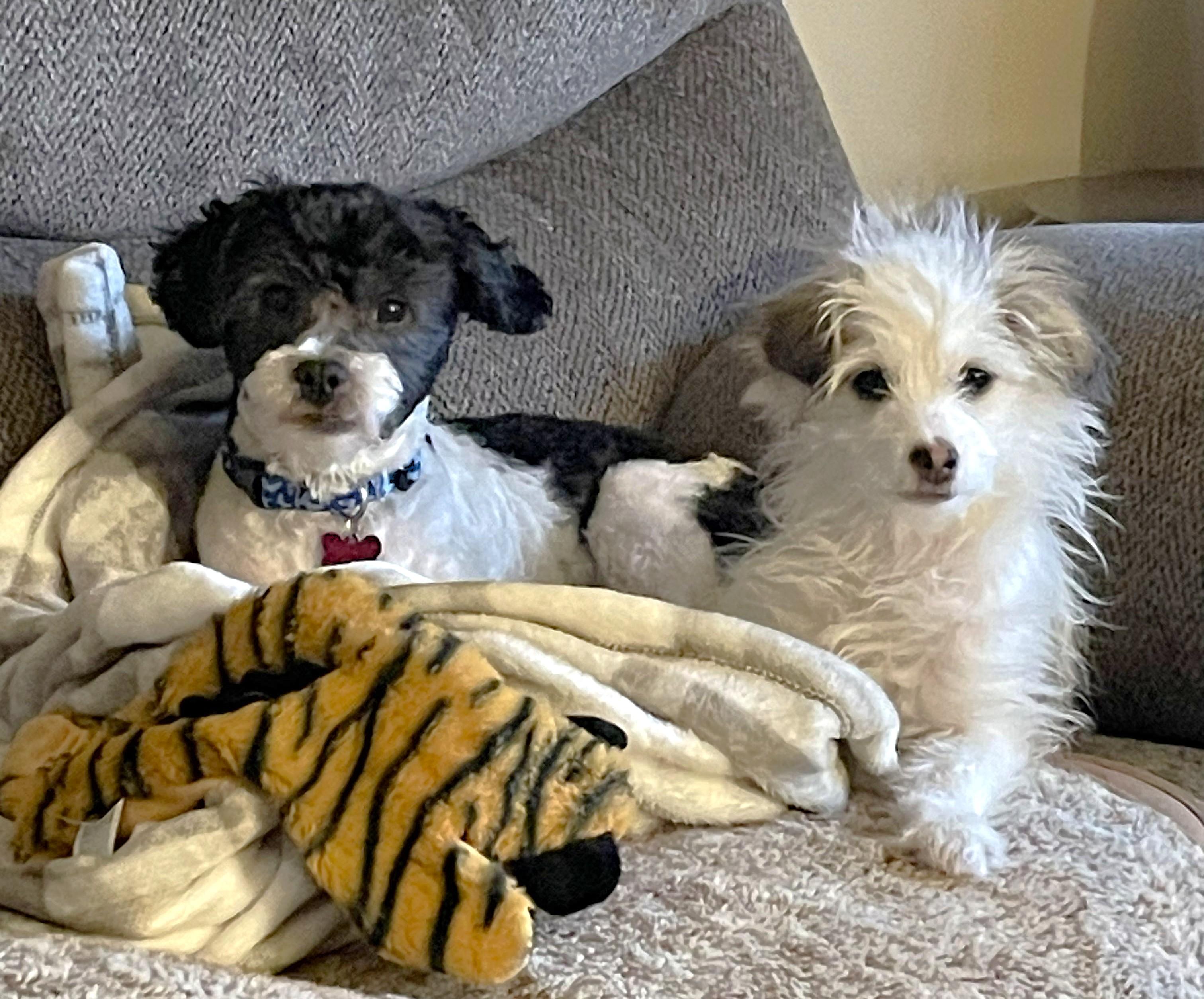 Enlarge Edison & Piper, a ADOPTABLE mixed breed in Lisbon, IA image 1/6