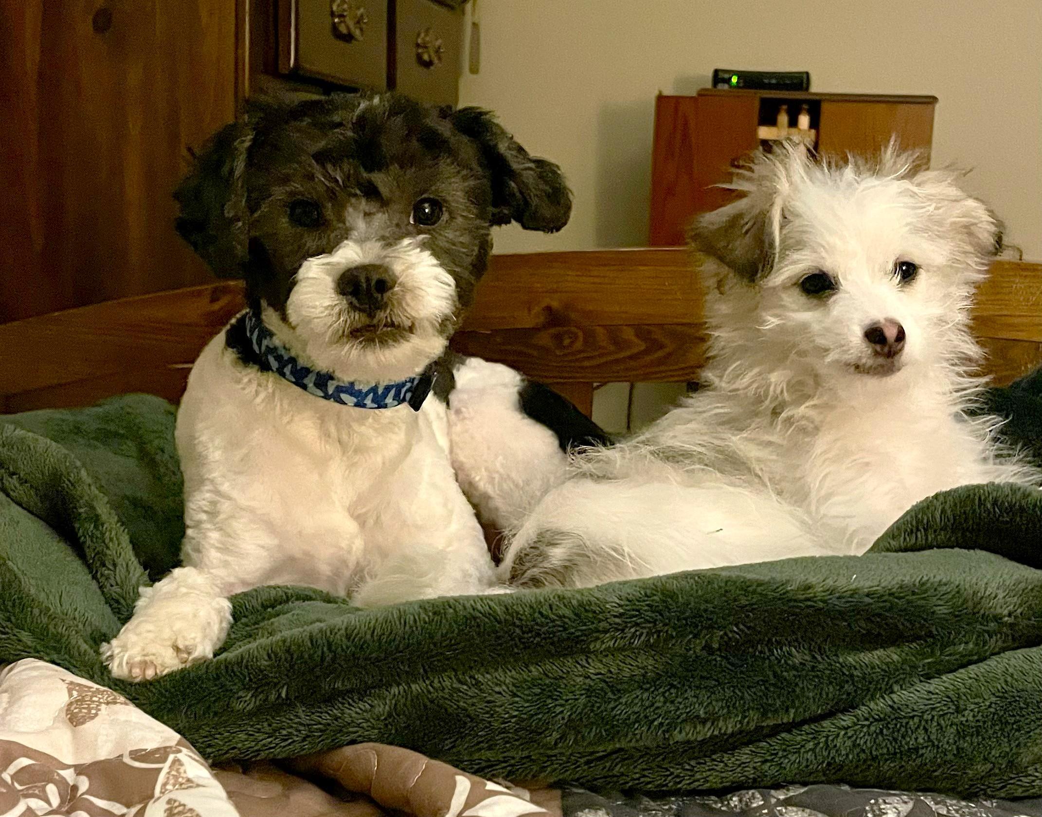 Enlarge Edison & Piper, a ADOPTABLE mixed breed in Lisbon, IA image 2/6