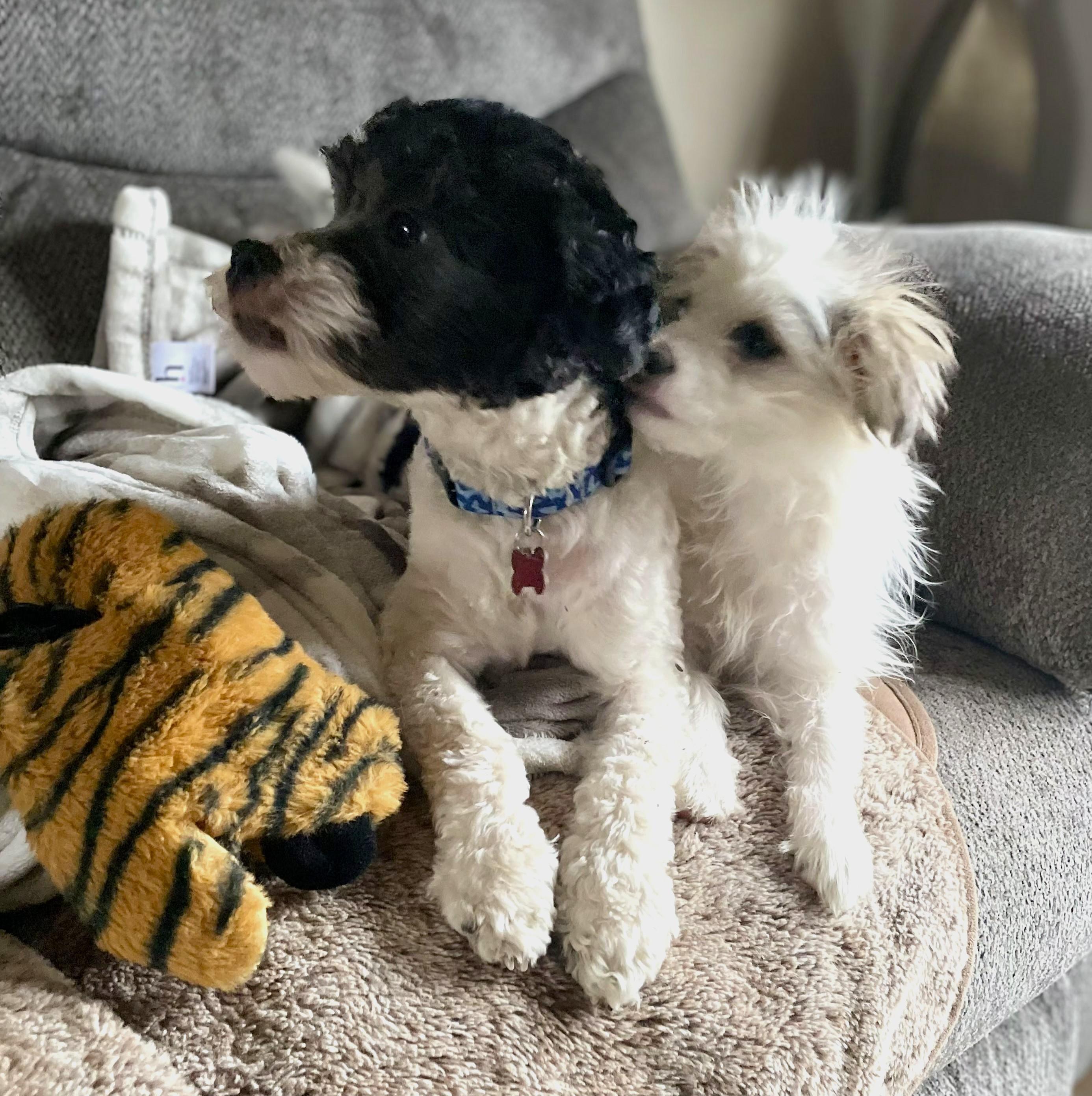 Enlarge Edison & Piper, a ADOPTABLE mixed breed in Lisbon, IA image 6/6