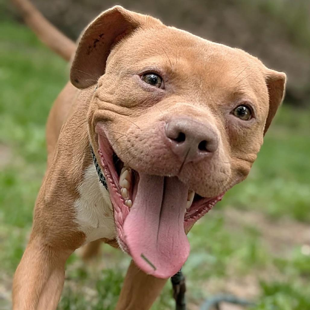 Enlarge Pequod, a Adoptable Pit Bull Terrier in Deerfield, IL image 1/6