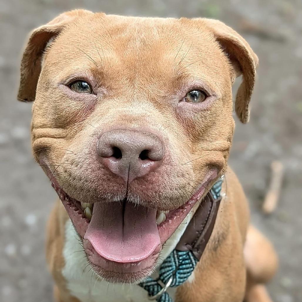 Enlarge Pequod, a Adoptable Pit Bull Terrier in Deerfield, IL image 2/6