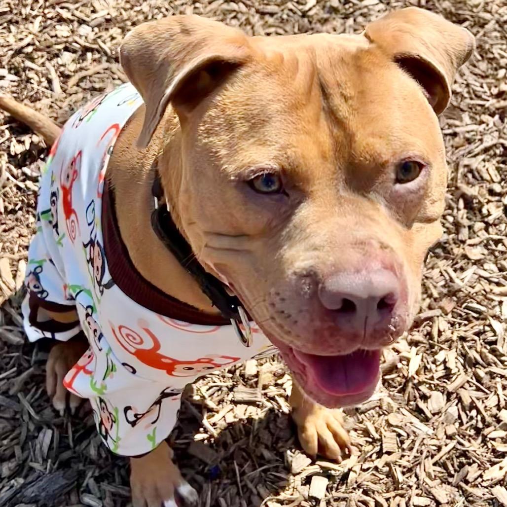 Enlarge Pequod, a Adoptable Pit Bull Terrier in Deerfield, IL image 3/5
