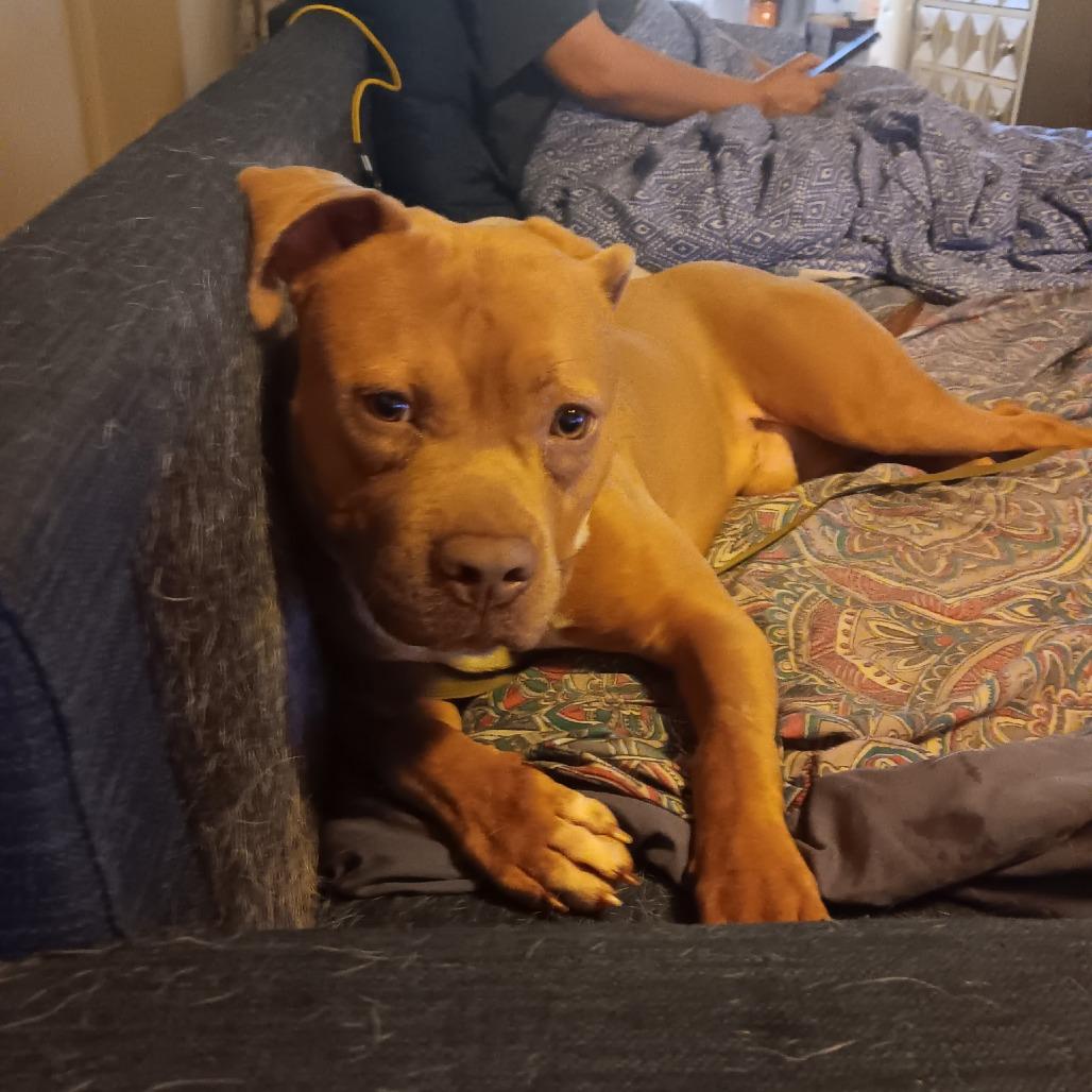 Pequod, Adoptable, Adult Male Pit Bull Terrier.