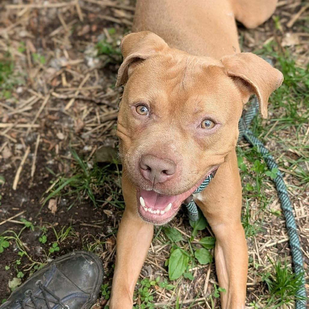 Enlarge Pequod, a Adoptable Pit Bull Terrier in Deerfield, IL image 4/6