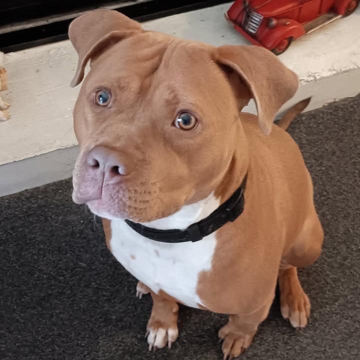 Enlarge Pequod, a Adoptable Pit Bull Terrier in Deerfield, IL image 2/5