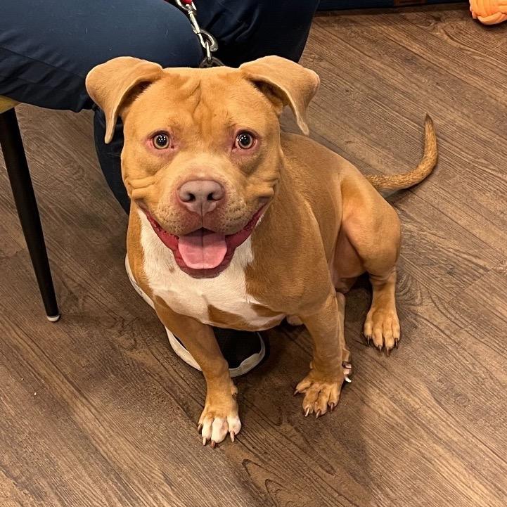 Enlarge Pequod, a Adoptable Pit Bull Terrier in Deerfield, IL image 3/5