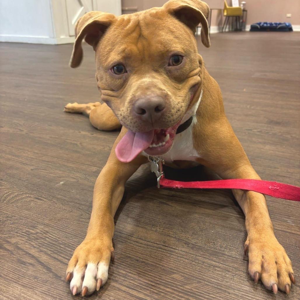 Enlarge Pequod, a Adoptable Pit Bull Terrier in Deerfield, IL image 4/5