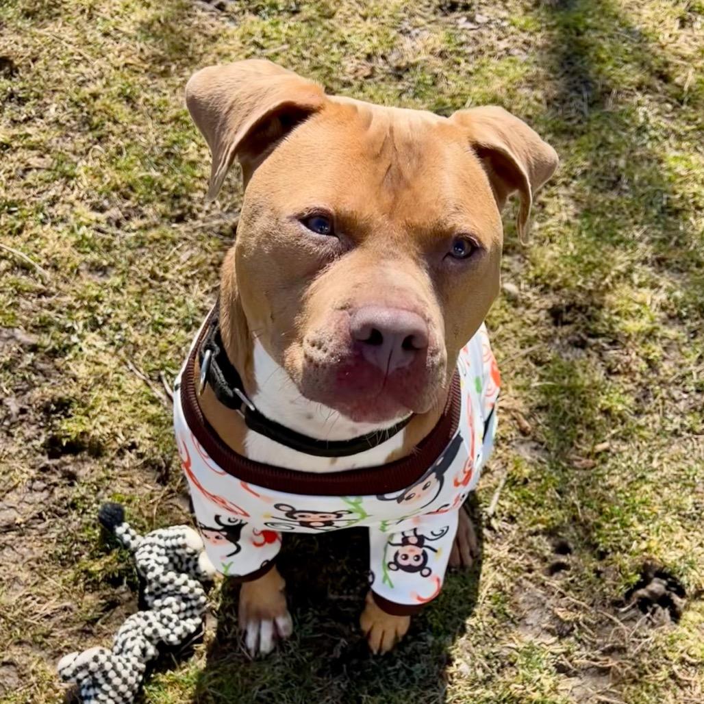 Enlarge Pequod, a Adoptable Pit Bull Terrier in Deerfield, IL image 5/5