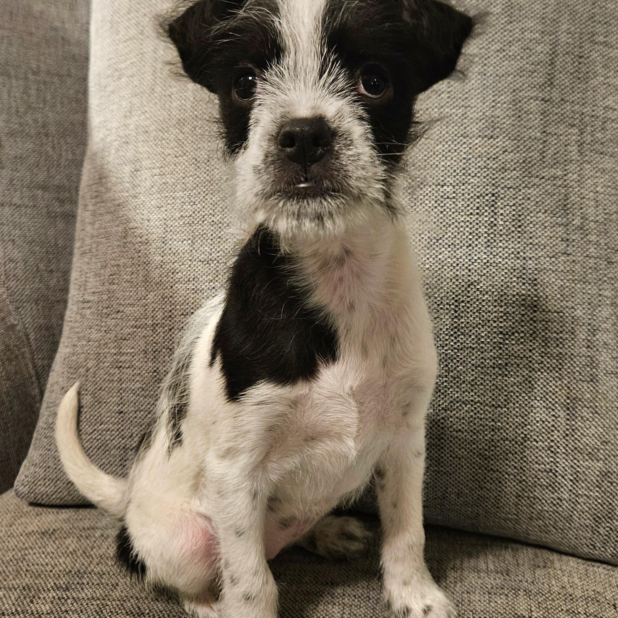 Miss Piggy thumbnail 3