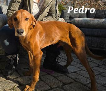 Enlarge Pedro, a ADOPTABLE mixed breed in Canterbury, CT image 6/6