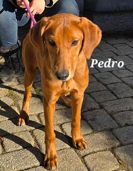 Enlarge Pedro, a ADOPTABLE mixed breed in Canterbury, CT image 4/6