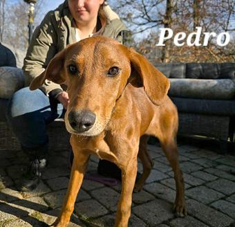 Enlarge Pedro, a ADOPTABLE mixed breed in Canterbury, CT image 5/6