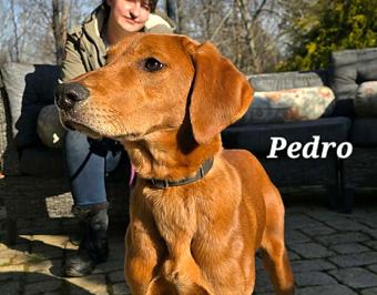 Enlarge Pedro, a ADOPTABLE mixed breed in Canterbury, CT image 1/6