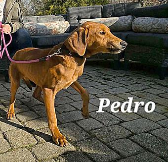 Enlarge Pedro, a ADOPTABLE mixed breed in Canterbury, CT image 3/6