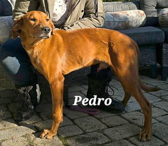 Enlarge Pedro, a ADOPTABLE mixed breed in Canterbury, CT image 2/6
