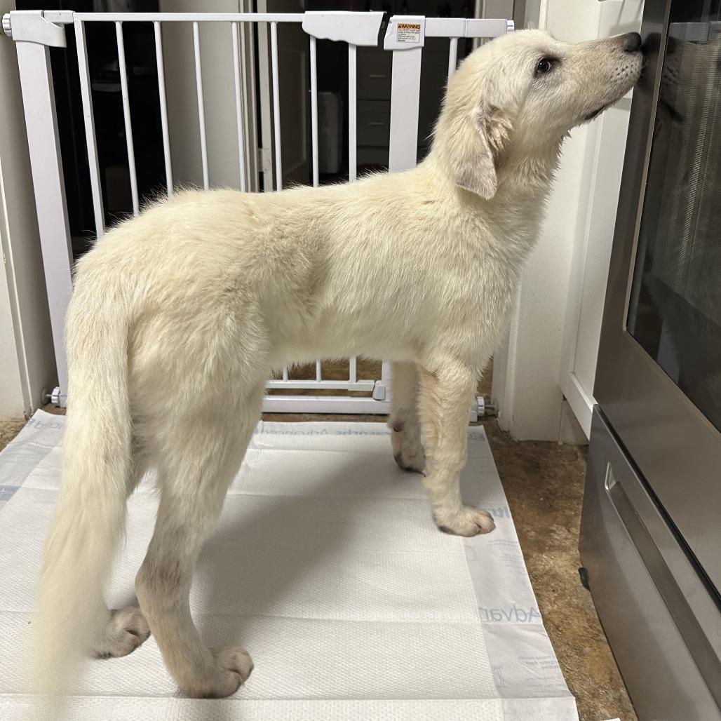 Enlarge Whicket, a Adoptable Great Pyrenees in San Antonio, TX image 2/6
