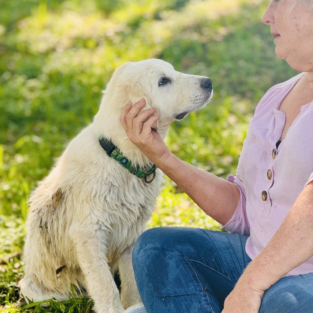 Whicket, a Adoptable Great Pyrenees in San Antonio, TX image 3/6