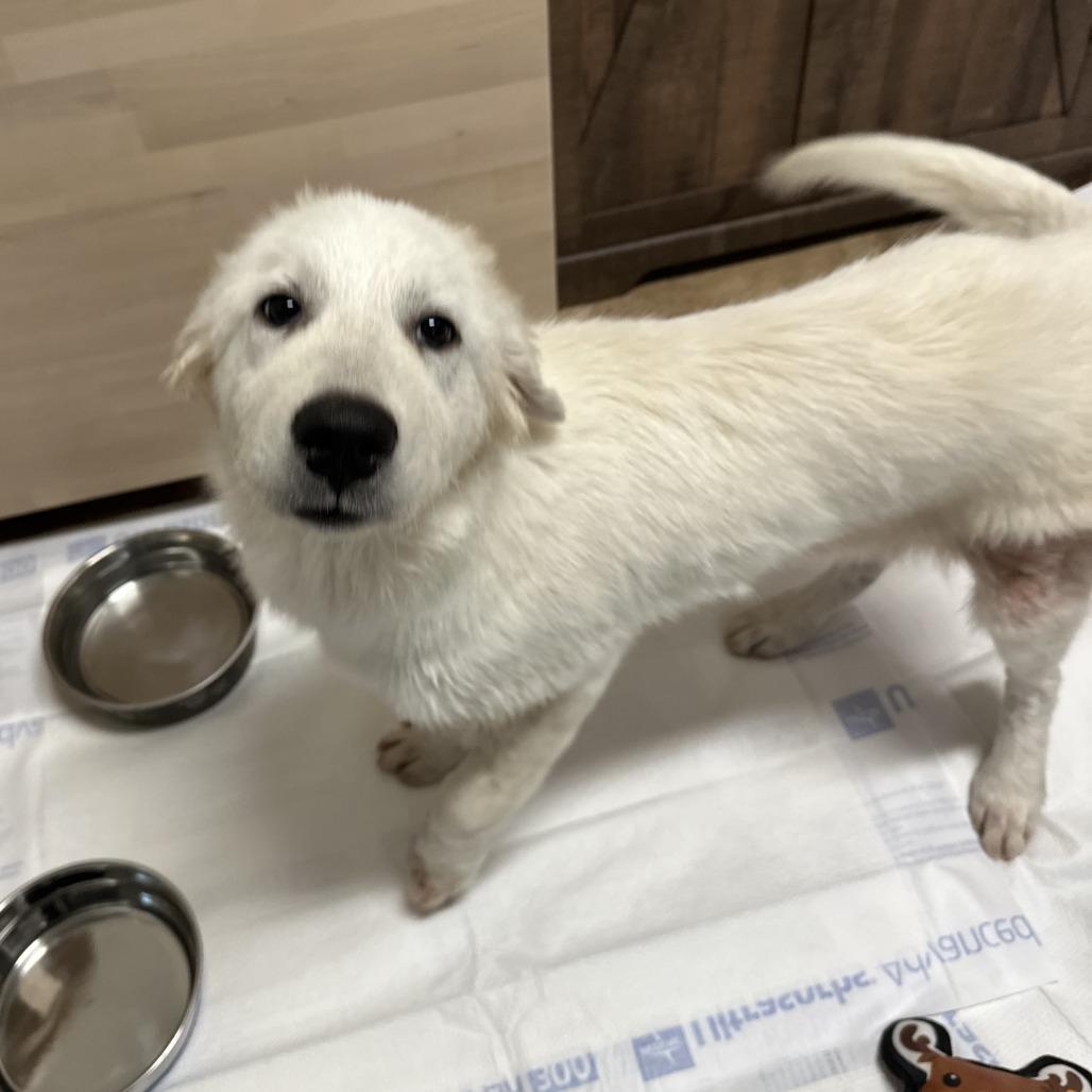 Enlarge Whicket, a Adoptable Great Pyrenees in San Antonio, TX image 3/6